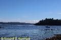 Chemainus Orcas